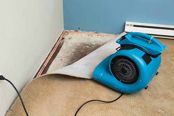 Best Mold removal after water damage  in Richton, MS